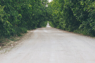 A serene dirt pathway stretches into the distance, flanked by vibrant green trees. This peaceful setting invites exploration and reflects the beauty of nature on a calm day