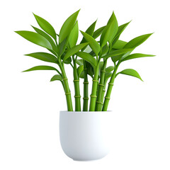 White Pot with Plant - Ideal for Home Decor and Gardening Websites