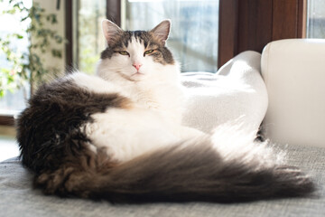 Fluffy domestic cat enjoing sunlight on the sofa