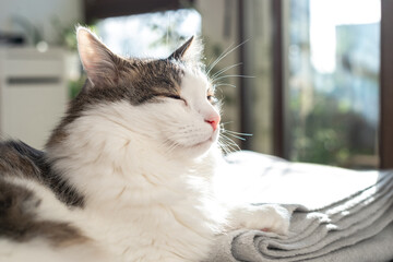 Fluffy smiling domestic cat enjoing sunlight at home