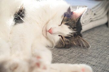 Fluffy domestic cat sleeping on the sofa after lunch