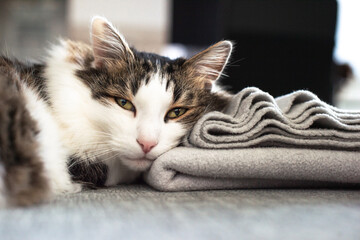 Closeup portrait of a domestic cat on the sofa