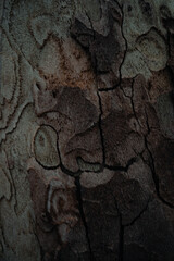 Hermosa corteza de árbol viejo 