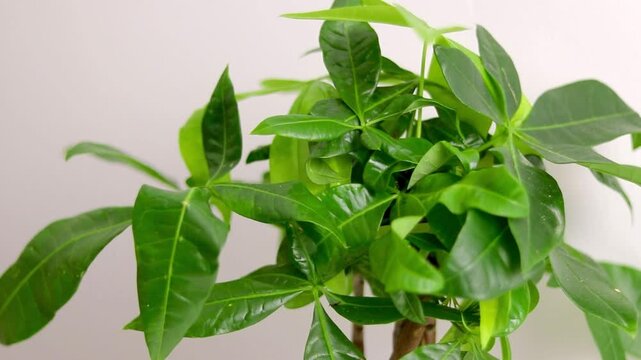 Close up of green Pachira aquatica plant leaves, growing at home