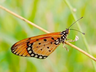 butterfly on a tree branch