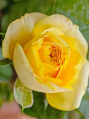 yellow rose on green background