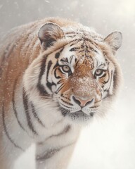 Obraz premium Siberian Tiger Walking Through Snowy Forest Ideal for Winter Wildlife Campaigns and Nature Conservation Projects