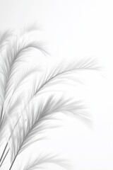 Obraz premium Monochrome close-up of delicate, feathery plants against a white background.