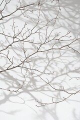Bare branches cast shadows on a white background.