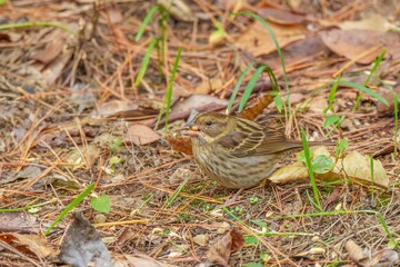 餌を探して食べるアオジ