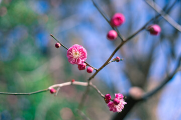 ピンクの梅