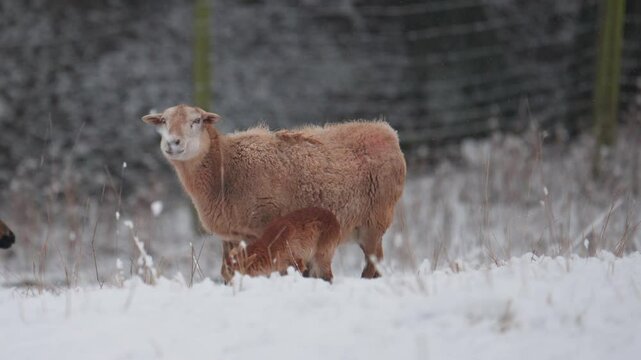 Schaf mit Lamm auf verschneiter Wiese &ndash; Winterliche Idylle