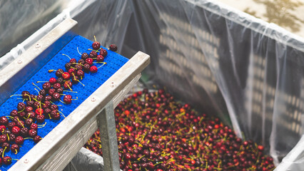 Premium quality cherries of central otago new zealand being processed at a packing shed processing...