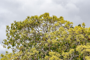 The avocado, alligator pear or avocado pear (Persea americana) is an evergreen tree in the laurel family (Lauraceae).  Tantalus Lookout - Puu Ualakaa State Park，Honolulu Oahu Hawaii
