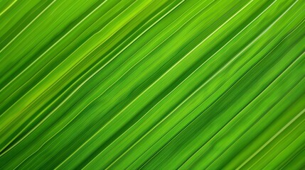 Obraz premium Discover the serene beauty of horizontal green leaf textures, perfect for creating calming backgrounds and unique patterns.