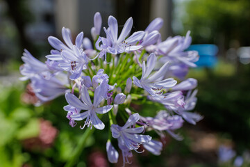 Delicate light purple blue Agapanthus flowers bloom in a cluster, bathed in natural sunlight. Green foliage and bokeh background add to create a serene, encompassing seasonal outdoor scene.
