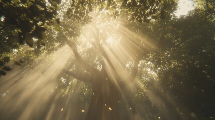 Sunbeams through misty forest canopy.