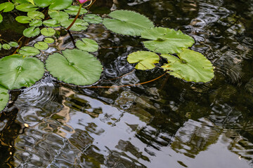 Nymphaea nouchali, Nymphaea stellata,  blue lotus, star lotus, red water lily, dwarf aquarium lily, blue water lily, blue star water lily or manel flower, is a water lily of genus Nymphaea. WAIKIKI