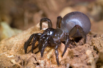 Cteniza sauvagesii. Trap door spider