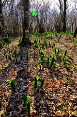 道志山塊の小天狗山頂　朝日そそぐコバイケソウの若葉生える頂
