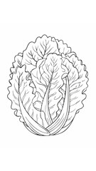 Fototapeta premium Lettuce Vegetable Vegan Food Meal Healthy Coloring Kid Book Page in Black and White. Monochrome and Colored Samples 