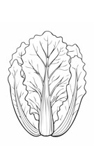 Fototapeta premium Lettuce Vegetable Vegan Food Meal Healthy Coloring Kid Book Page in Black and White. Monochrome and Colored Samples 
