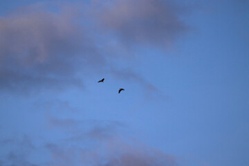 Two birds soar through a cloudless blue sky, illustrating freedom, peace, and natural flight in a serene atmosphere. Perfect imagery for themes of exploration, tranquility, and nature's beauty.