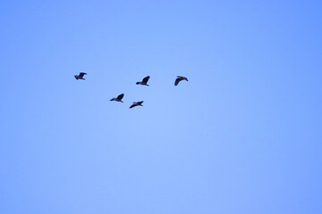Five birds soar through a cloudless blue sky, illustrating freedom, peace, and natural flight in a serene atmosphere. Perfect imagery for themes of exploration, tranquility, and nature's beauty.
