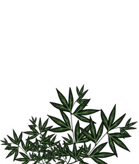 Obraz premium rosemary on white background and copy space for text