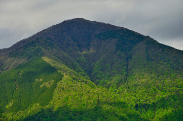 Naklejka premium 丹沢の袖平山 袖平山北尾根より望む 日差しが新緑の大室山を照らす 