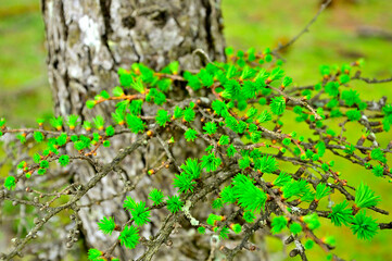 丹沢の袖平山　カラマツの新葉
