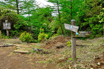 丹沢の姫次展望台　春の丹沢主脈の道
