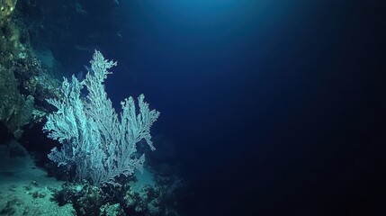 Fototapeta premium A mesmerizing underwater scene featuring vibrant coral formations in a deep blue ocean, creating a tranquil and serene atmosphere.