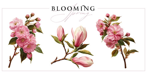 Blooming magnolia and sakura branches isolated on a white background. Vintage painting style illustration. © Anna