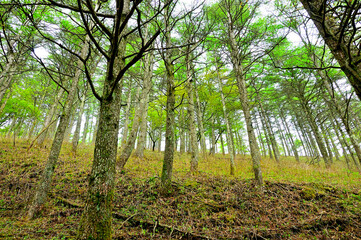 丹沢の八丁坂ノ頭　新緑のカラマツ林
