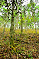 丹沢の八丁坂ノ頭　新緑のカラマツ林
