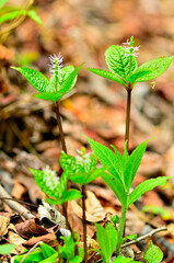 丹沢の黍殻山　ヒトリシズカ
