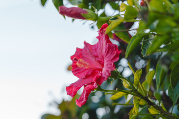 Red hibiscus flower with delicate petals stands out against green foliage.