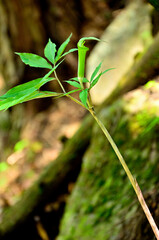 丹沢の焼山　ホソバテンナンショウ
