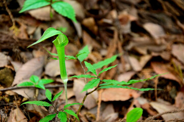丹沢の焼山　ホソバテンナンショウ

