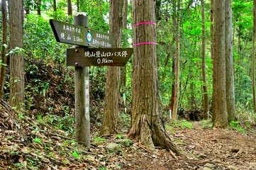 春の丹沢主脈の縦走路　新緑の頃の焼山の道　東海自然歩道
