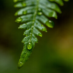Water Drop Starts to Fall off Tip of Fern