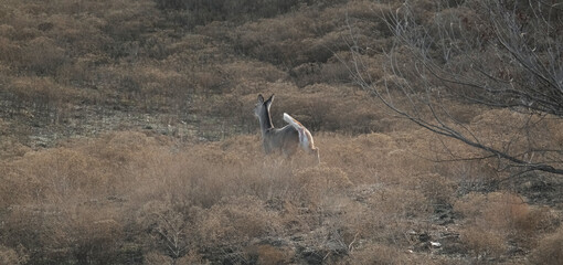 Deer running away through Texas pasture during winter season in nature.