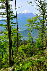 御坂山地の中藤山の森より春の富士山を望む
