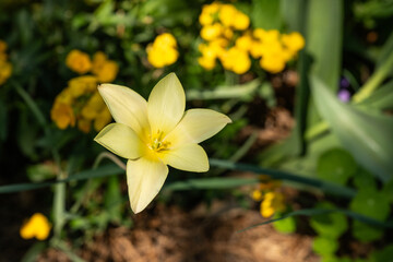 Yellow Tulip Grows Along