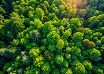 Naklejka premium Majestic Aerial View of Lush Green Forest Canopy, Dense Trees, Sunlit Woods