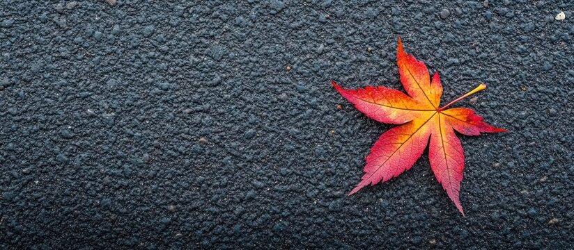 Single red maple leaf on dark asphalt.