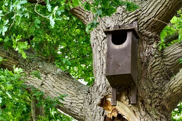 Wooden birdhouse for owls on a tree in summer, Warwickshire, England, UK