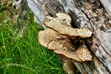 Dryad's Saddle mushrooms on a dry tree log in summer, England, UK