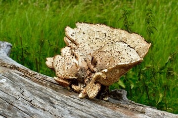 Dryad's Saddle mushrooms on a dry tree log in summer, England, UK